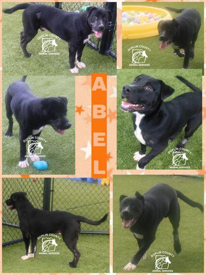 Enlarge Abel, a Adoptable mixed breed in Kenansville, NC image 2/3