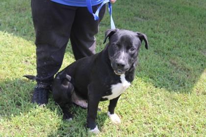 Enlarge Abel, a Adoptable mixed breed in Kenansville, NC image 3/3