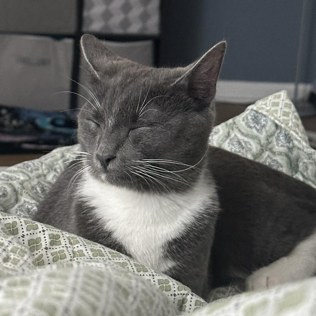 Jojo, Adoptable, Kitten Male Domestic Short Hair.