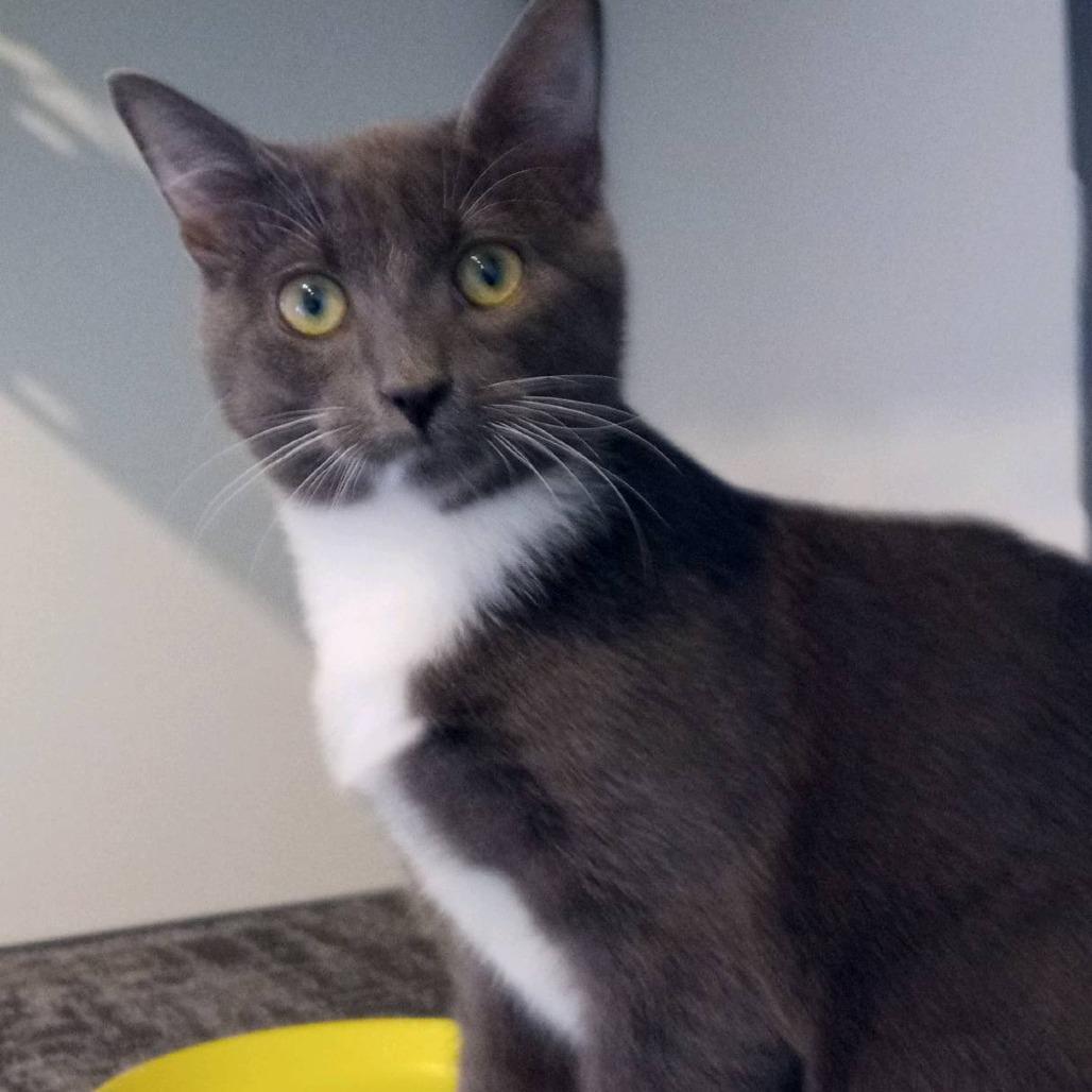 Enlarge Jojo, a Adoptable Domestic Short Hair in Fairfax Station, VA image 2/6