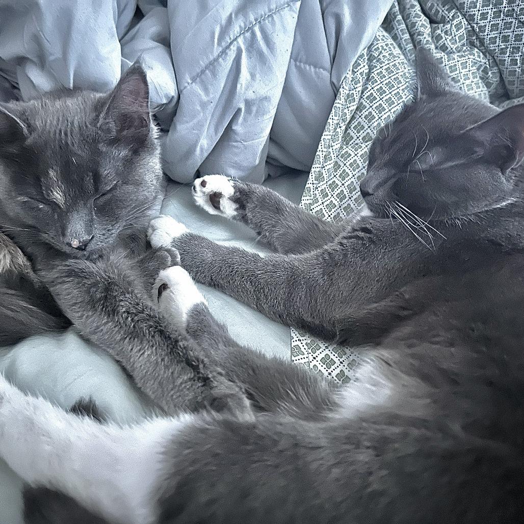 Enlarge Jojo, a Adoptable Domestic Short Hair in Fairfax Station, VA image 3/6