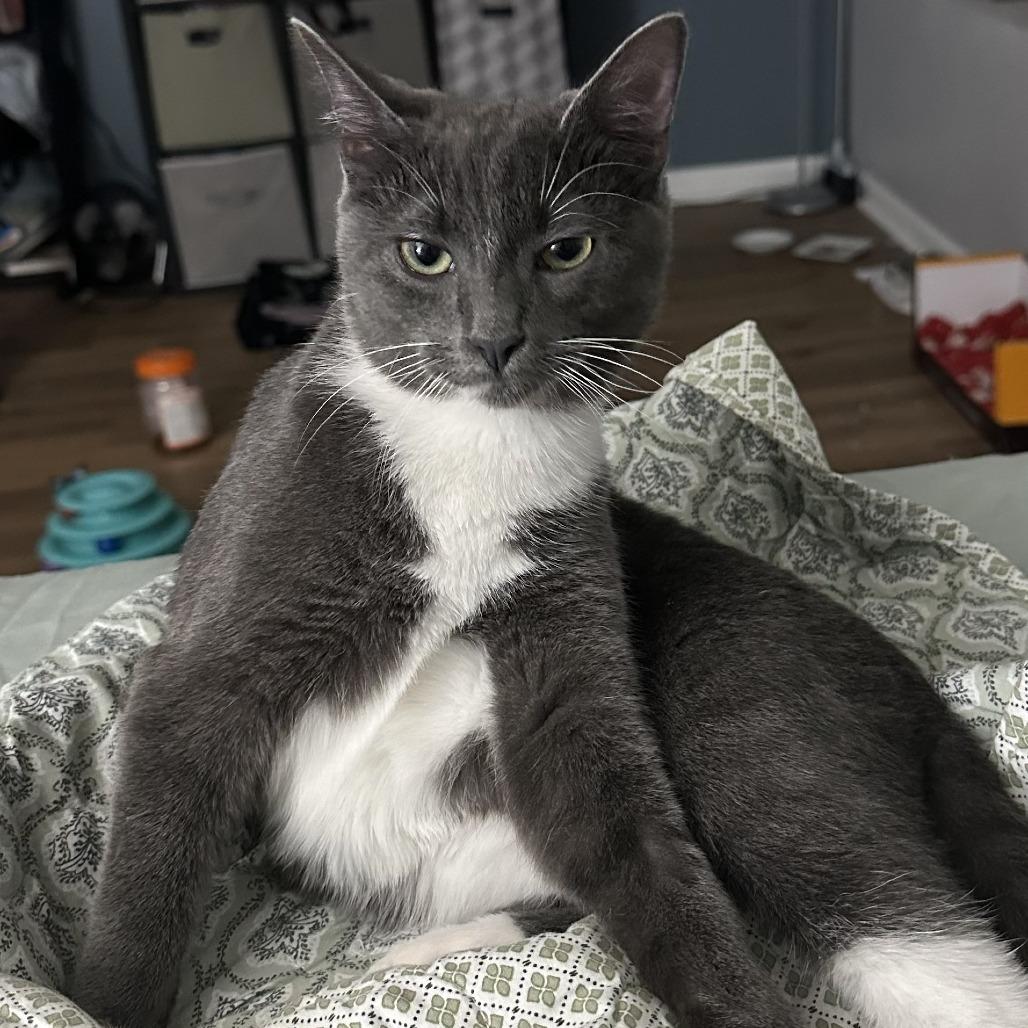 Enlarge Jojo, a Adoptable Domestic Short Hair in Fairfax Station, VA image 4/6