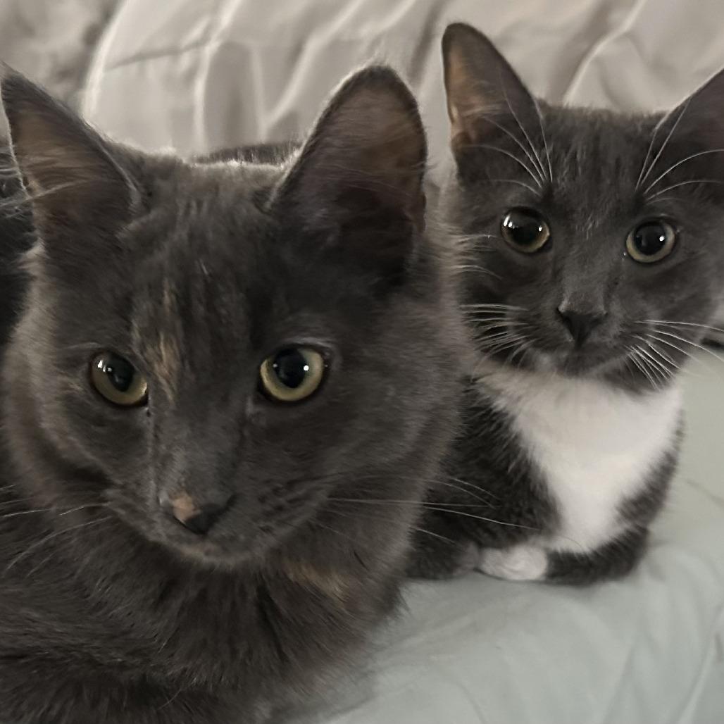 Enlarge Jojo, a Adoptable Domestic Short Hair in Fairfax Station, VA image 5/6