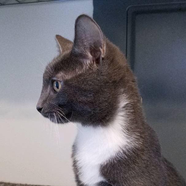 Enlarge Jojo, a Adoptable Domestic Short Hair in Fairfax Station, VA image 6/6