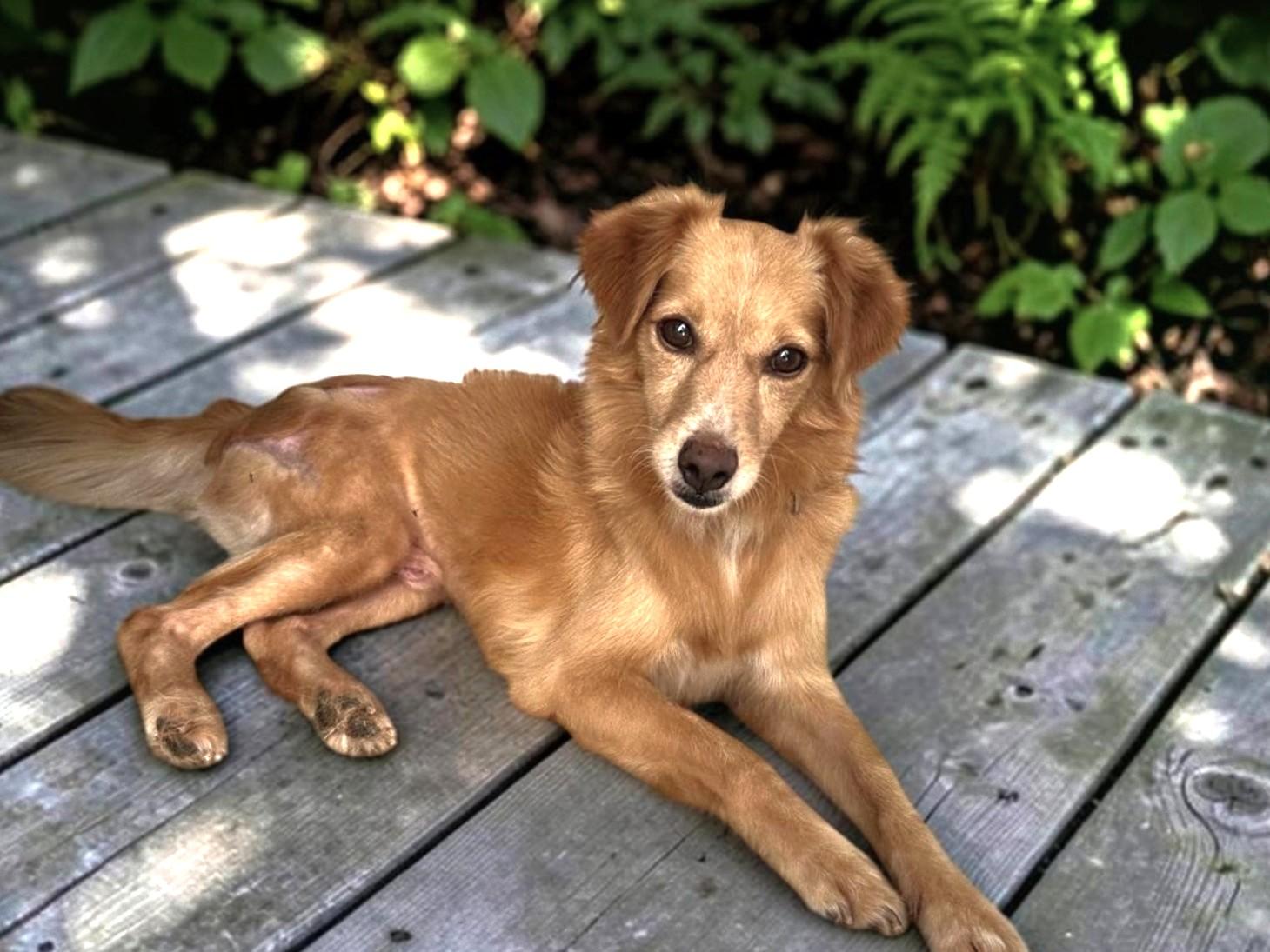 Enlarge Leon, a Adoptable mixed breed in Los Angeles, CA image 5/6