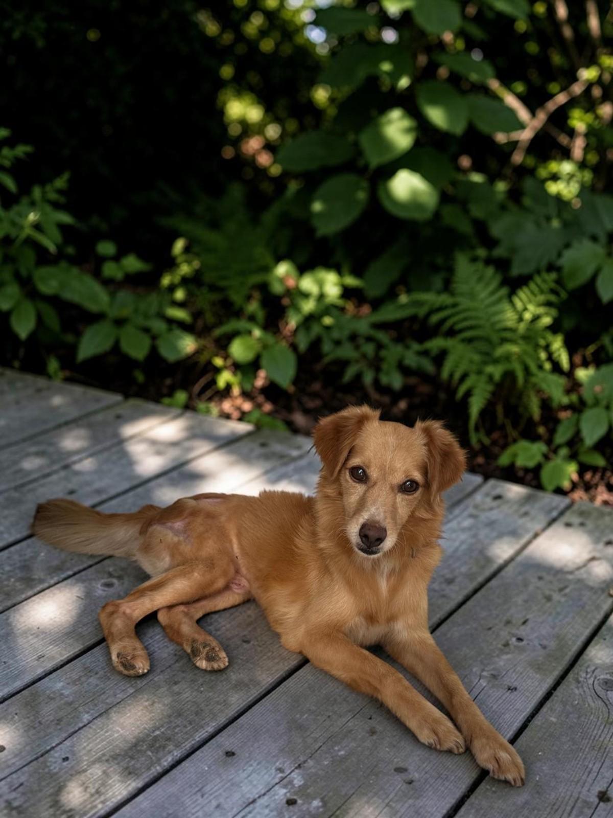Enlarge Leon, a Adoptable mixed breed in Los Angeles, CA image 2/6