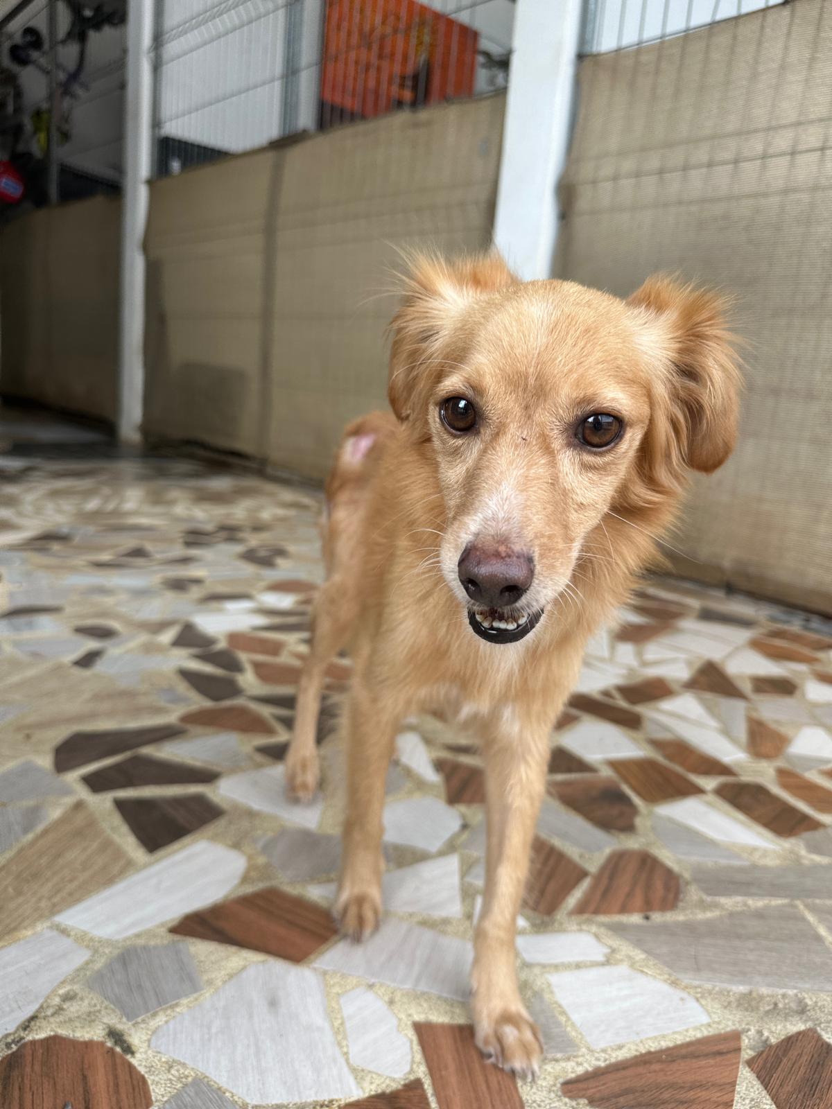 Enlarge Leon, a Adoptable mixed breed in Los Angeles, CA image 6/6