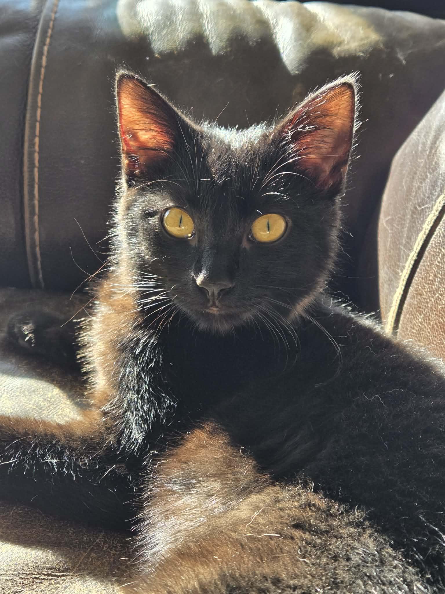 Chevy, Adoptable, Young Male Domestic Short Hair.