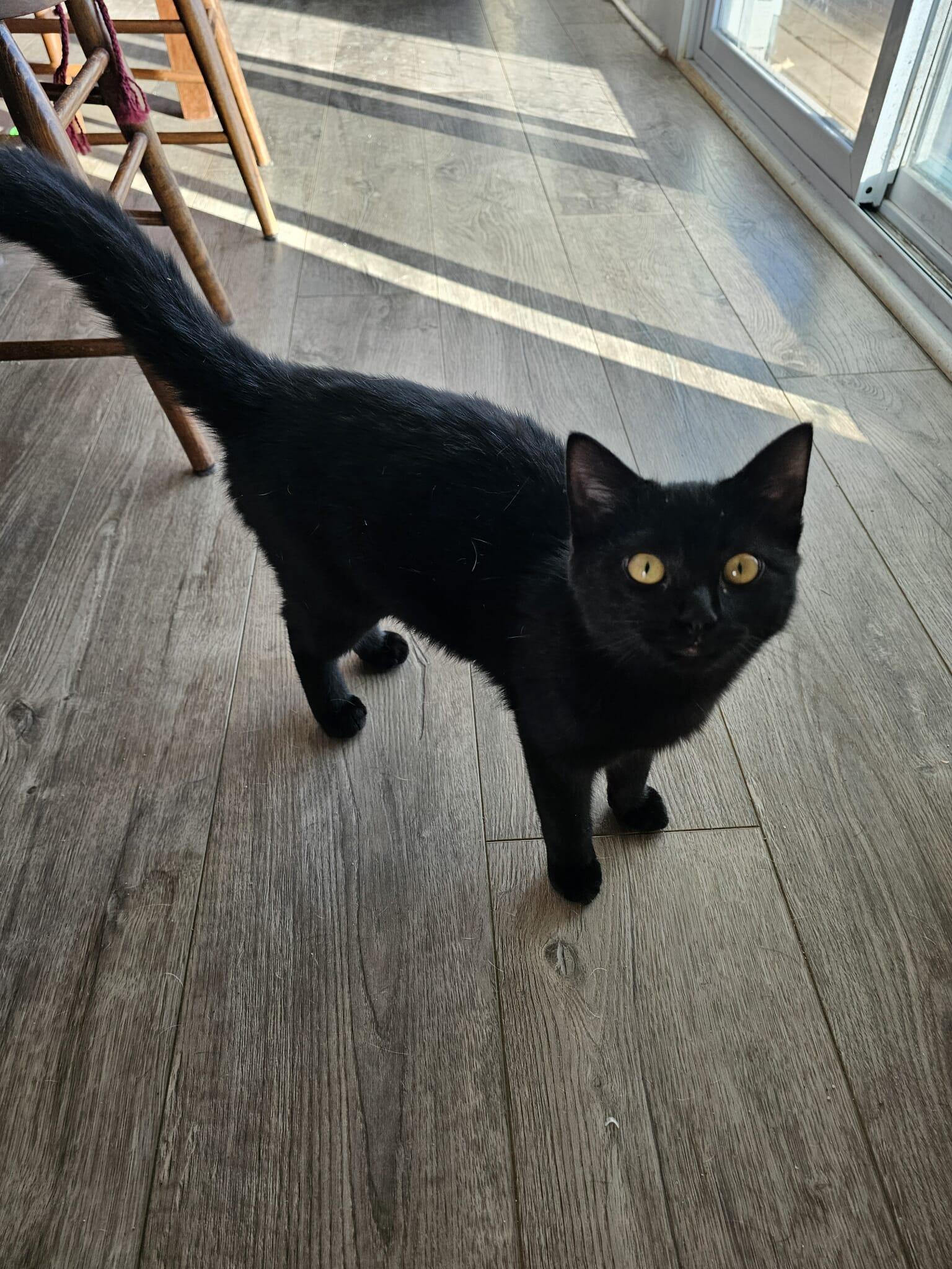 Chevy, Adoptable, Young Male Domestic Short Hair.