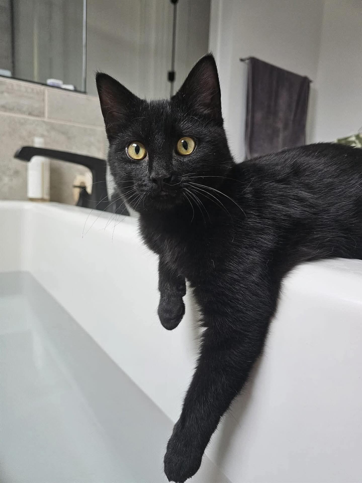 Enlarge Chevy, a Adoptable Domestic Short Hair in Roxboro, NC image 2/3