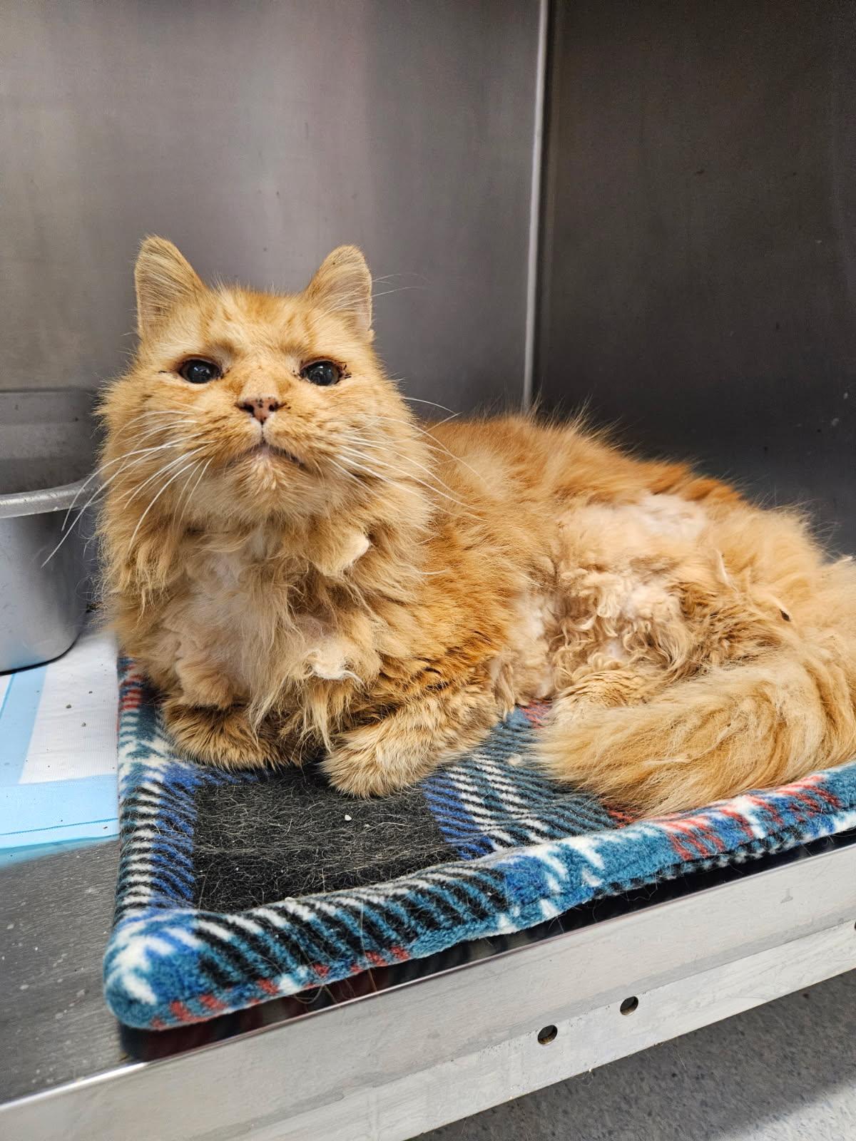 Enlarge Prince Harry, an adopted Domestic Long Hair in Mansfield, OH image 1/1