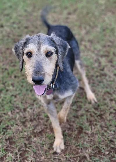 Enlarge Sweet Pea, a Adopted mixed breed in Kapaa, HI image 1/1