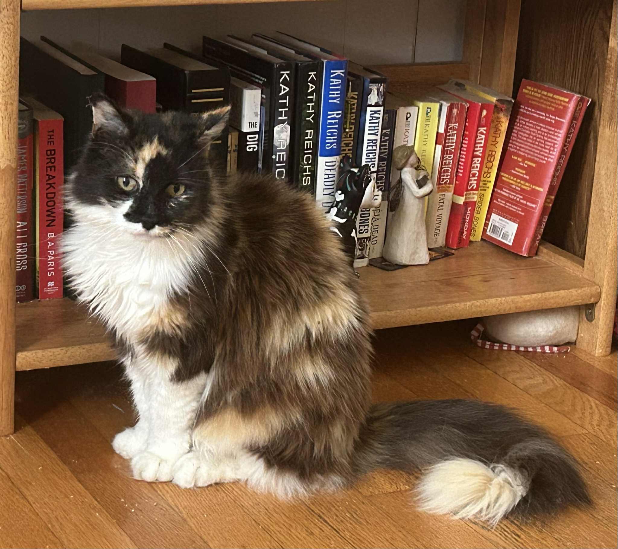 Callie, Adopted, Senior Female Calico.