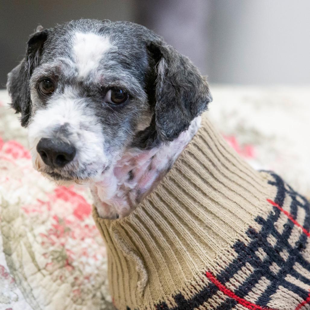 Dragon, Adoptable, Adult Male Mixed Breed.