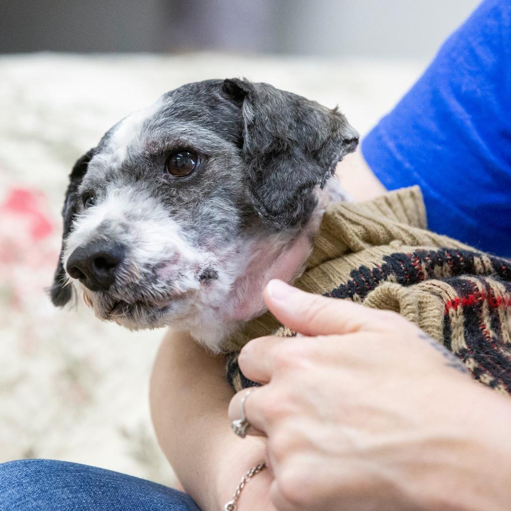 Enlarge Dragon, a Adoptable Mixed Breed in Cartersville, GA image 3/4