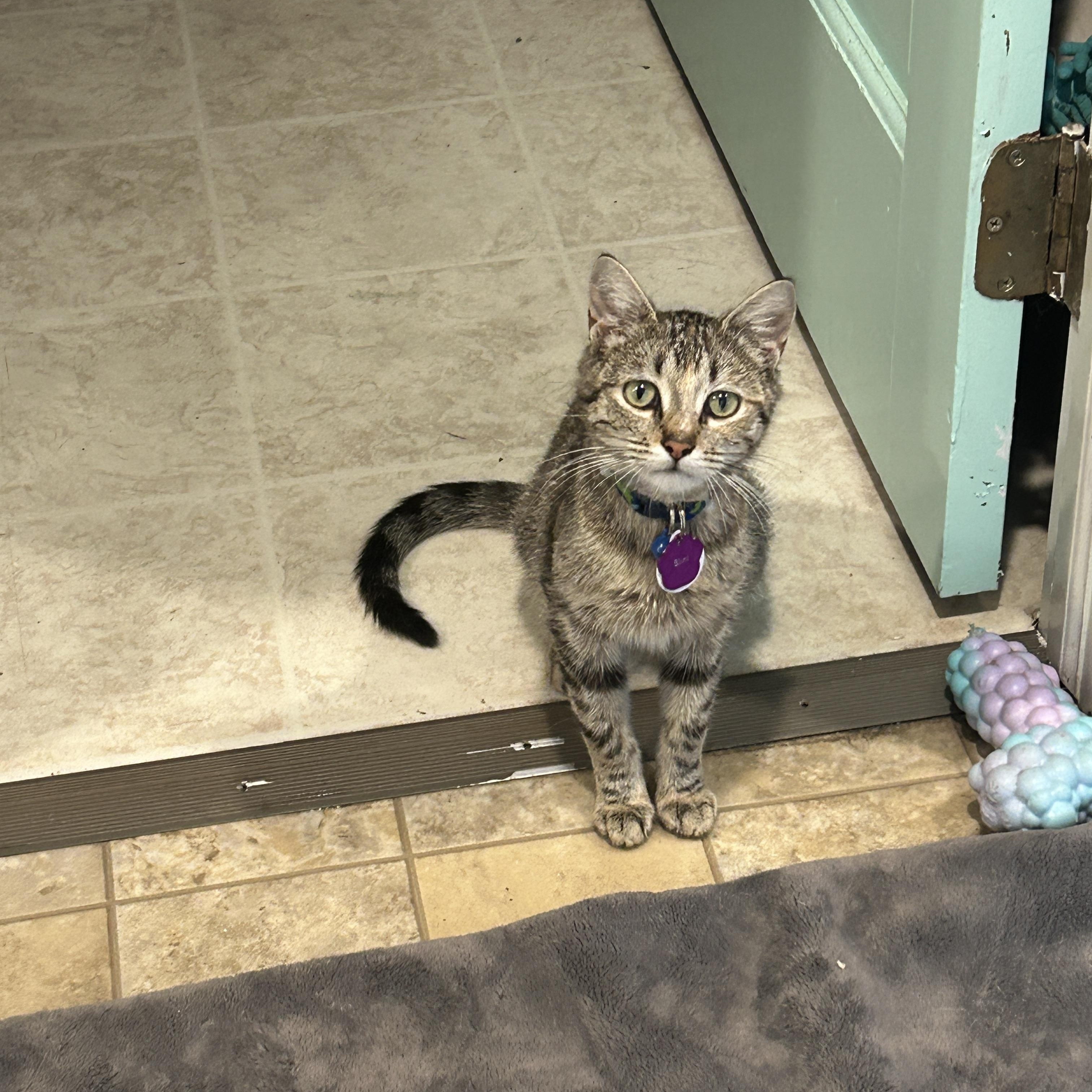 Blini, Adoptable, Young Female Domestic Short Hair.