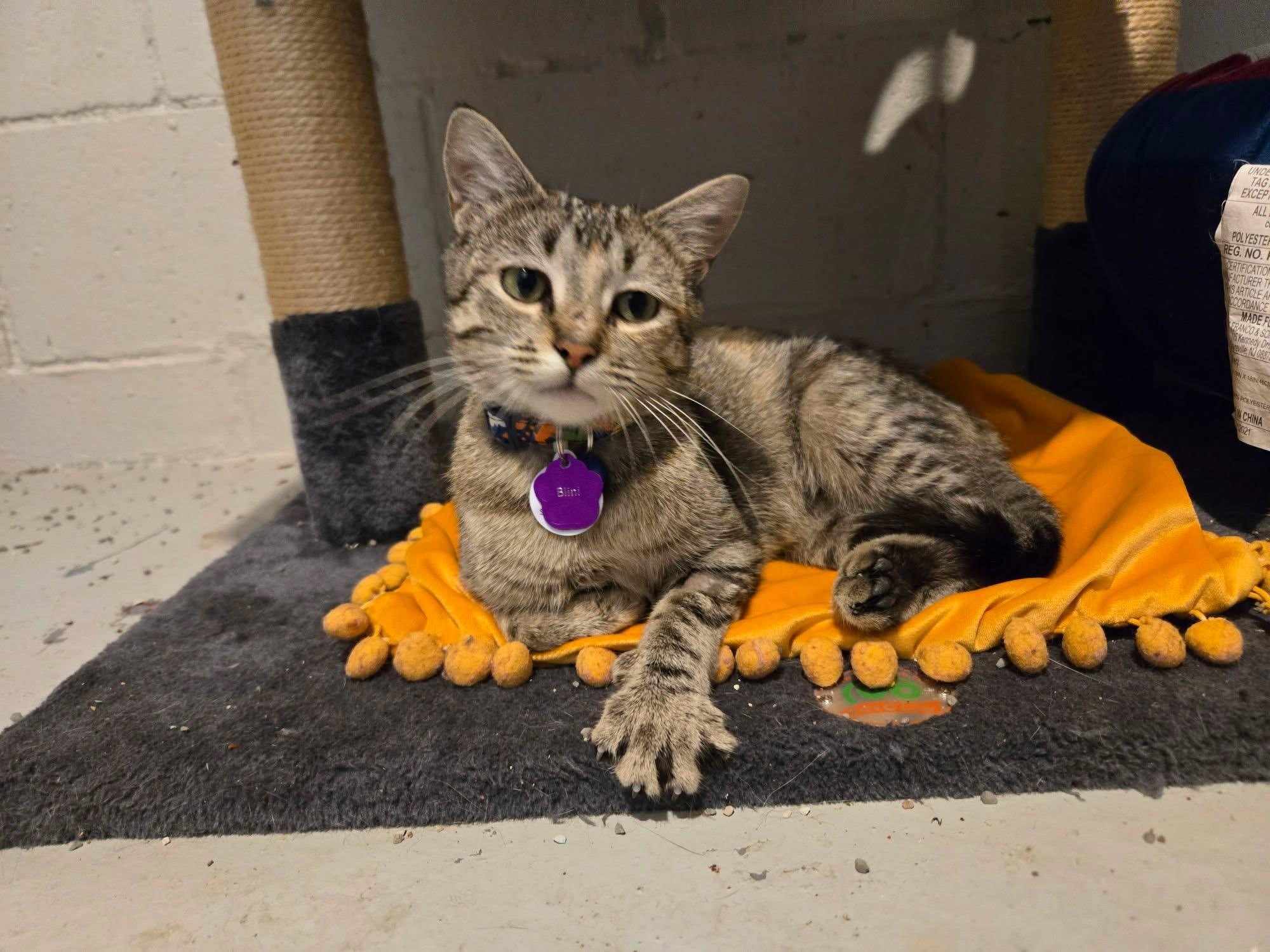 Enlarge Blini, a Adoptable Domestic Short Hair in Grand Rapids, MI image 3/6