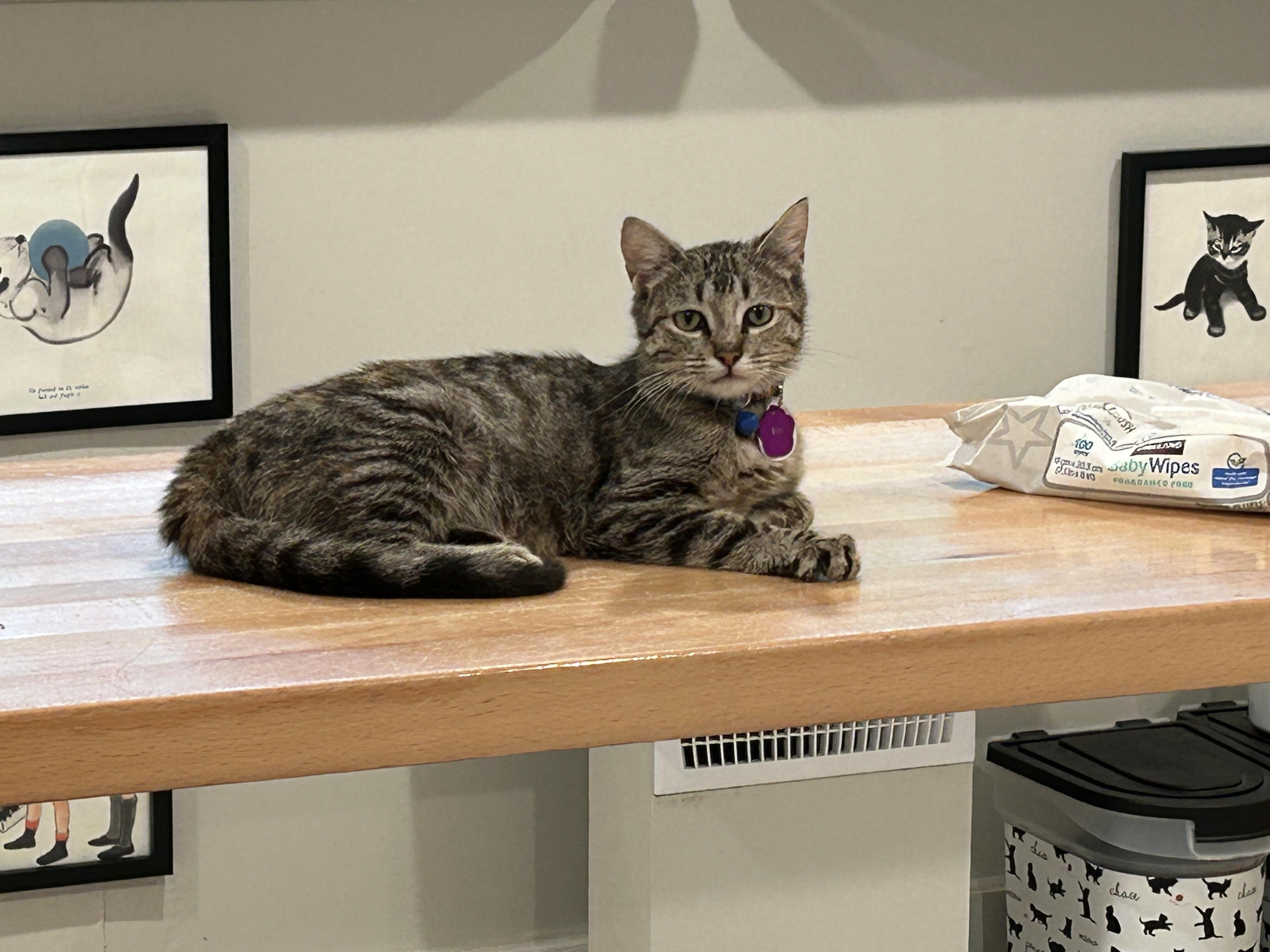 Enlarge Blini, a Adoptable Domestic Short Hair in Grand Rapids, MI image 5/6