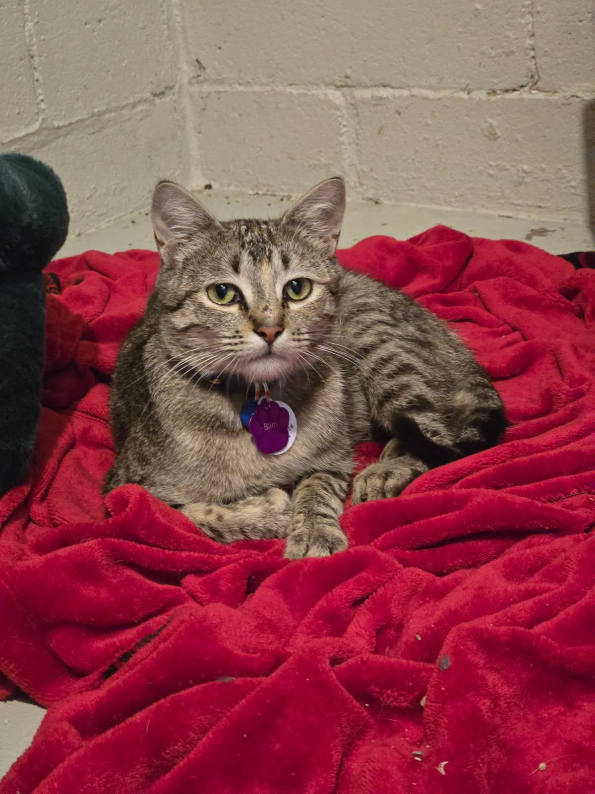 Enlarge Blini, a Adoptable Domestic Short Hair in Grand Rapids, MI image 6/6