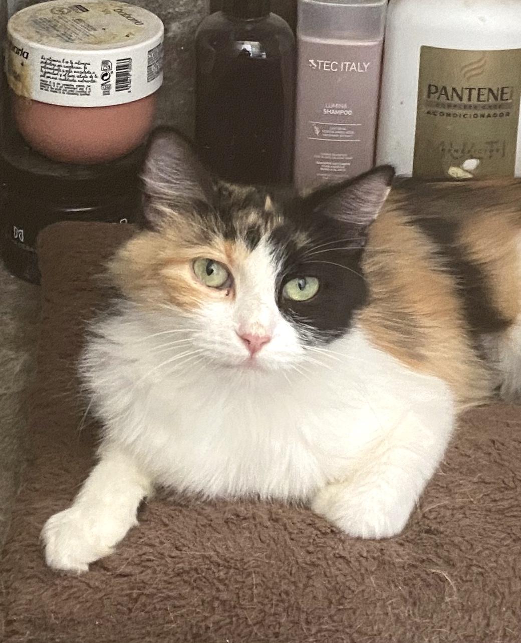 Bella(17) — thumbnail 2