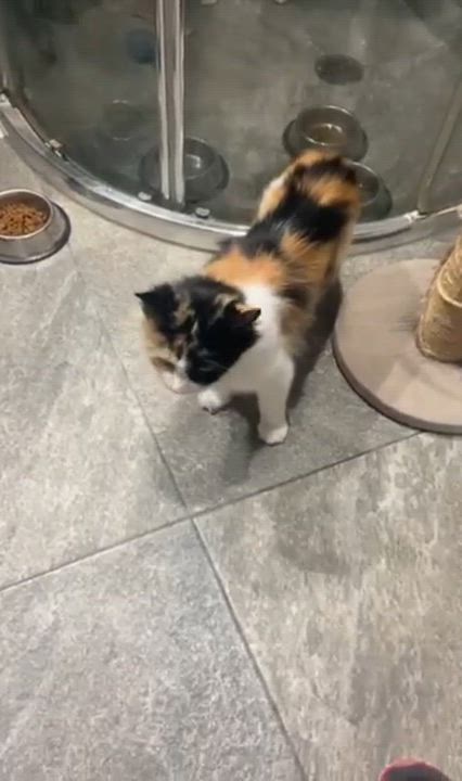 Enlarge Bella(17), a Adoptable mixed breed in Mexicali, BCN video 5/6