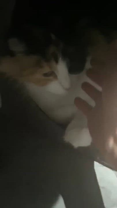 Enlarge Bella(17), a Adoptable mixed breed in Mexicali, BCN video 6/6