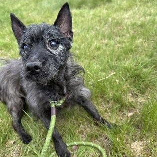 Enlarge Doug, a ADOPTABLE Cairn Terrier in Worcester, MA image 2/2