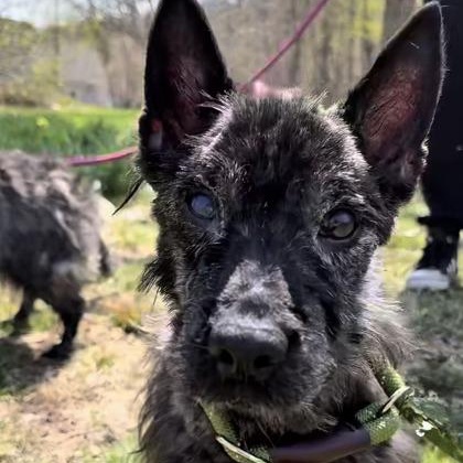 Doug, ADOPTABLE, Senior Male Cairn Terrier.