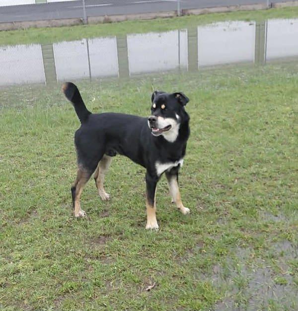 Mushu Russell, Adoptable, Adult Male Rottweiler & Shepherd.