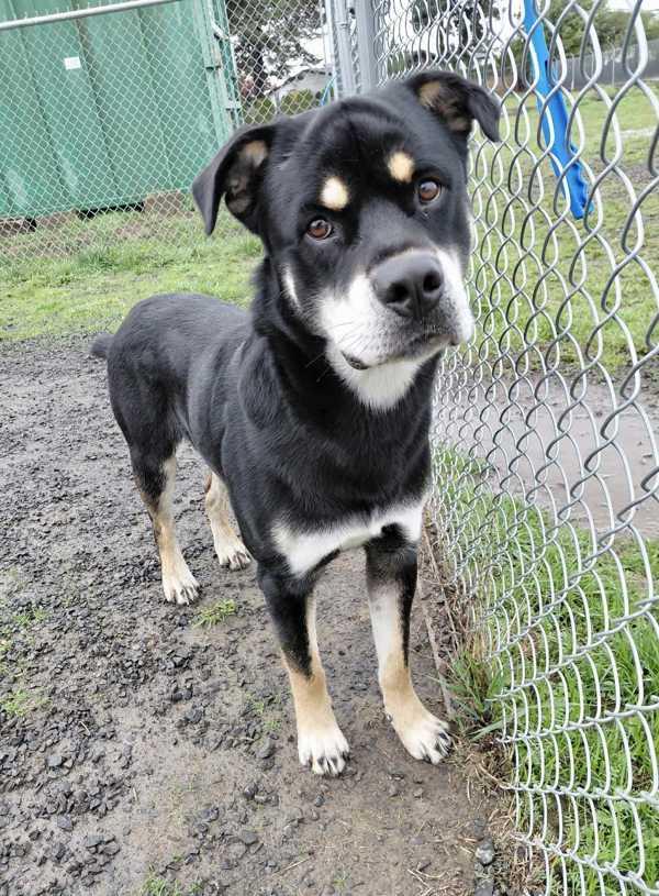 Mushu Russell, Adoptable, Adult Male Rottweiler & Shepherd.