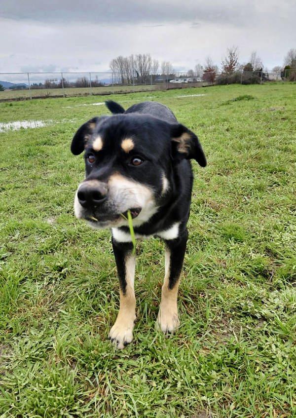 Enlarge Mushu Russell, a Adoptable mixed breed in McMinnville, OR image 3/6