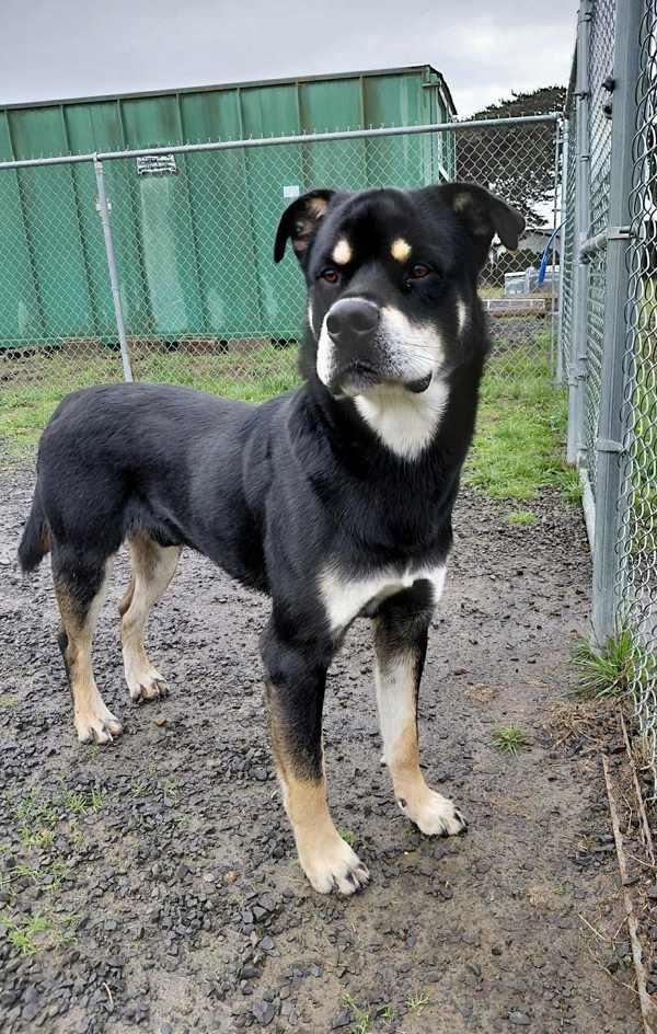 Mushu Russell, a Adoptable mixed breed in McMinnville, OR image 2/2