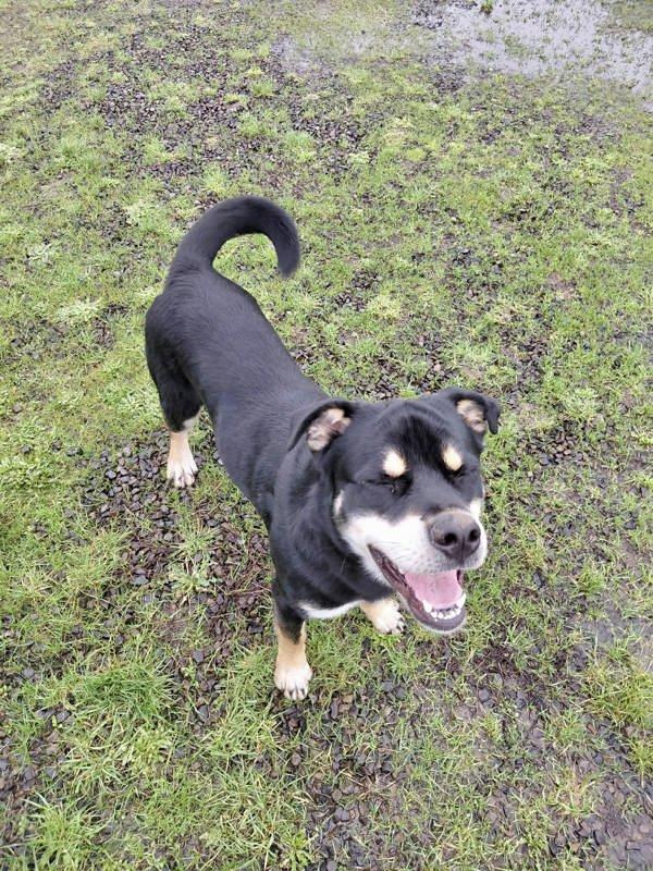 Enlarge Mushu Russell, a Adoptable mixed breed in McMinnville, OR image 6/6