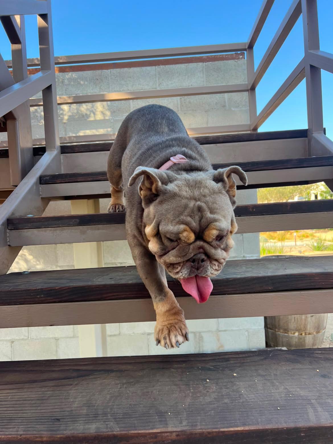 Enlarge Beluga, a Adoptable English Bulldog in San Diego, CA image 4/5