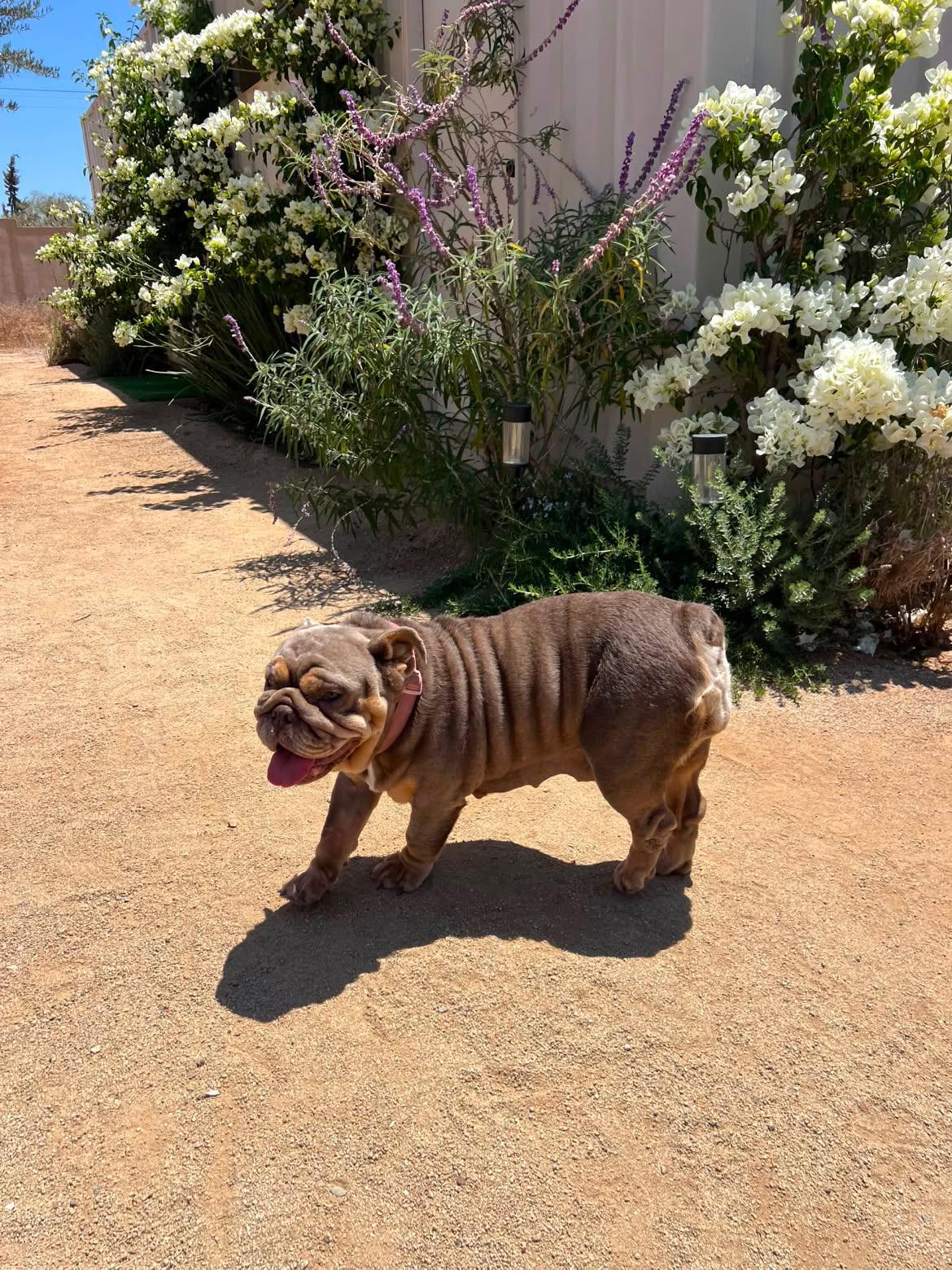 Enlarge Beluga, a Adoptable English Bulldog in San Diego, CA image 5/5