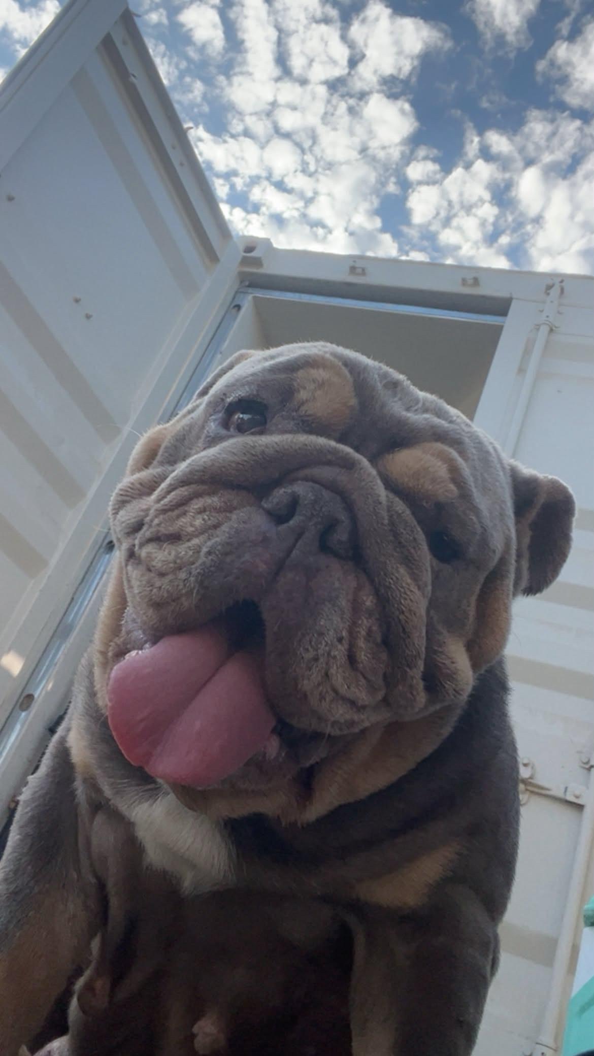 Enlarge Beluga, a Adoptable English Bulldog in San Diego, CA image 2/5