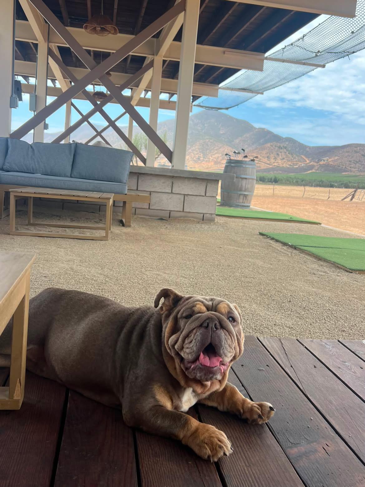 Beluga, Adoptable, Adult Female English Bulldog.