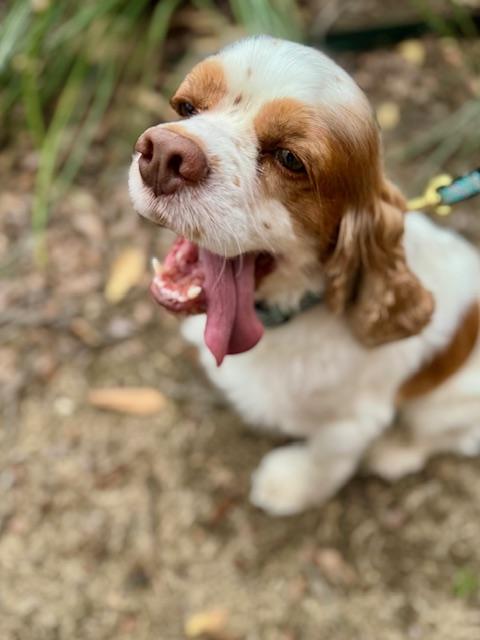Brady, a Adoptable Cocker Spaniel in Austin, TX image 1/4
