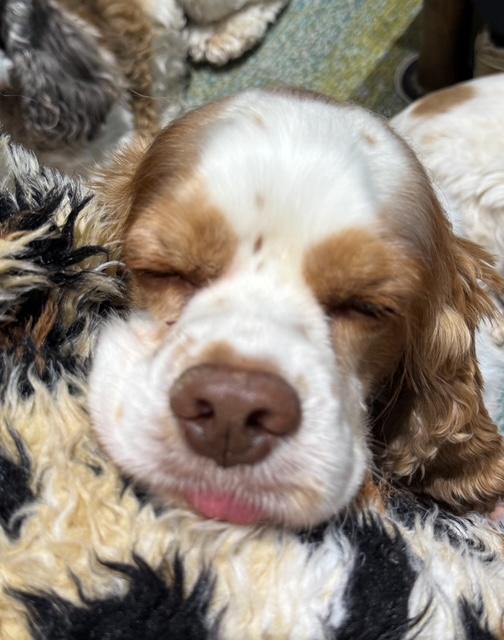 Brady, a Adoptable Cocker Spaniel in Austin, TX image 3/4