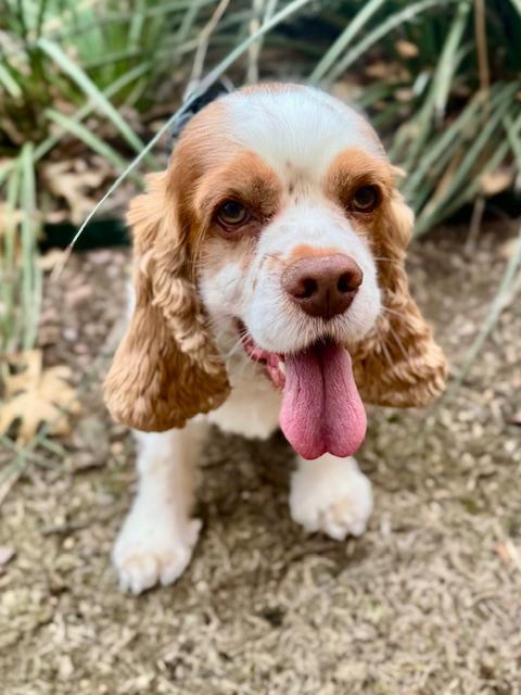 Brady, a Adoptable Cocker Spaniel in Austin, TX image 4/4