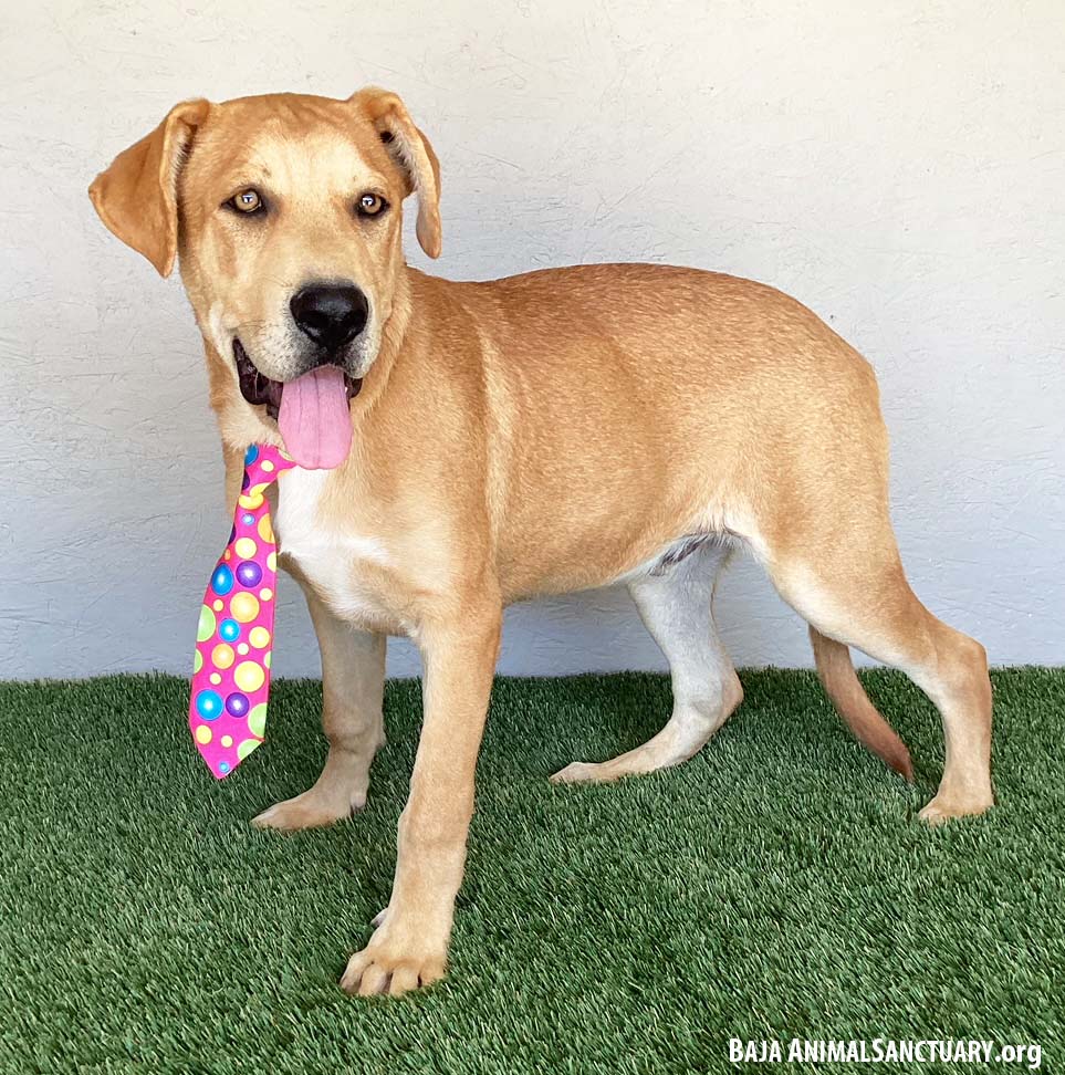 Enlarge Arnie, a Adoptable mixed breed in San Diego, CA image 2/3