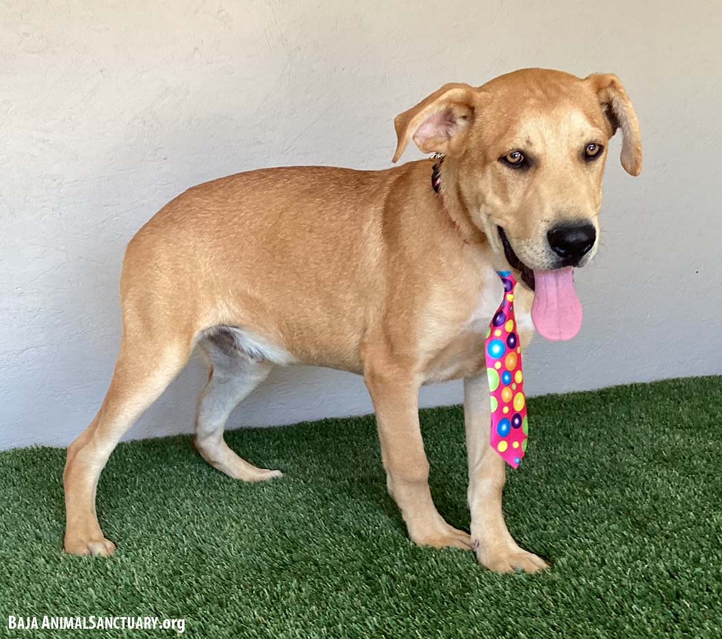 Enlarge Arnie, a Adoptable mixed breed in San Diego, CA image 3/3