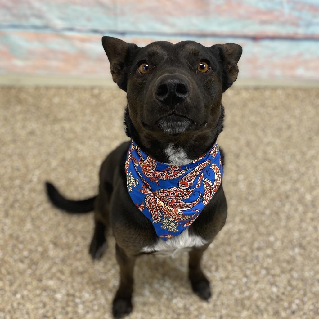 Enlarge Asher, a Adoptable Mixed Breed in Cheyenne, WY image 2/3