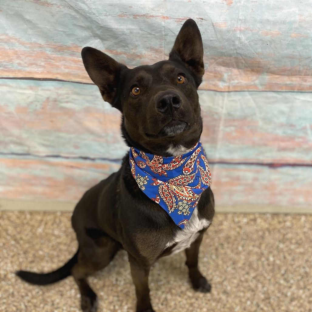 Enlarge Asher, a Adoptable Mixed Breed in Cheyenne, WY image 3/3