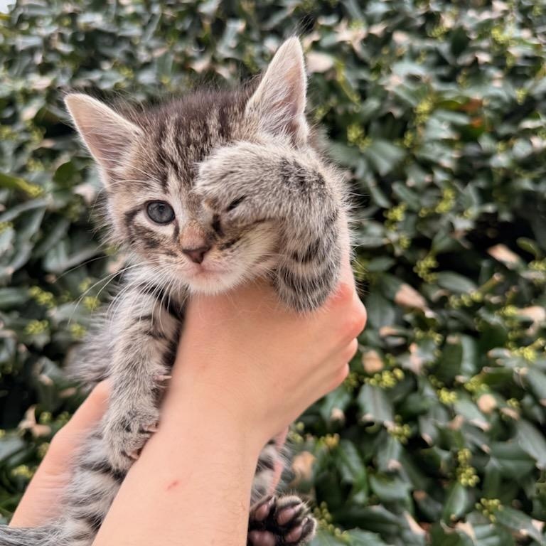 Enlarge Fern, an adopted Domestic Short Hair in Fairfax Station, VA image 2/2