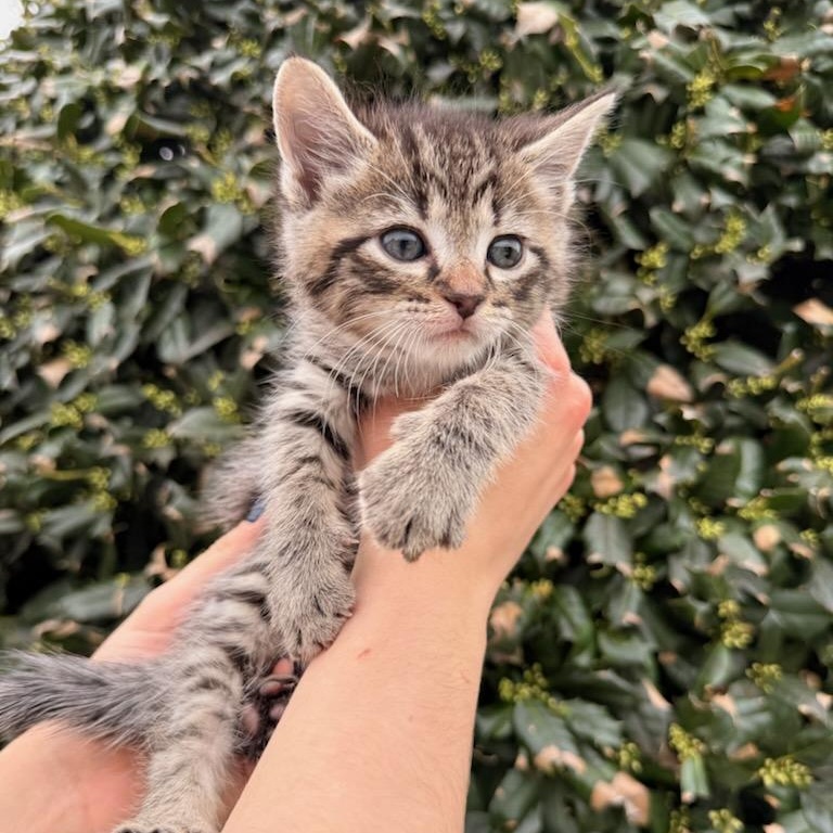 Enlarge Fern, an adopted Domestic Short Hair in Fairfax Station, VA image 1/2