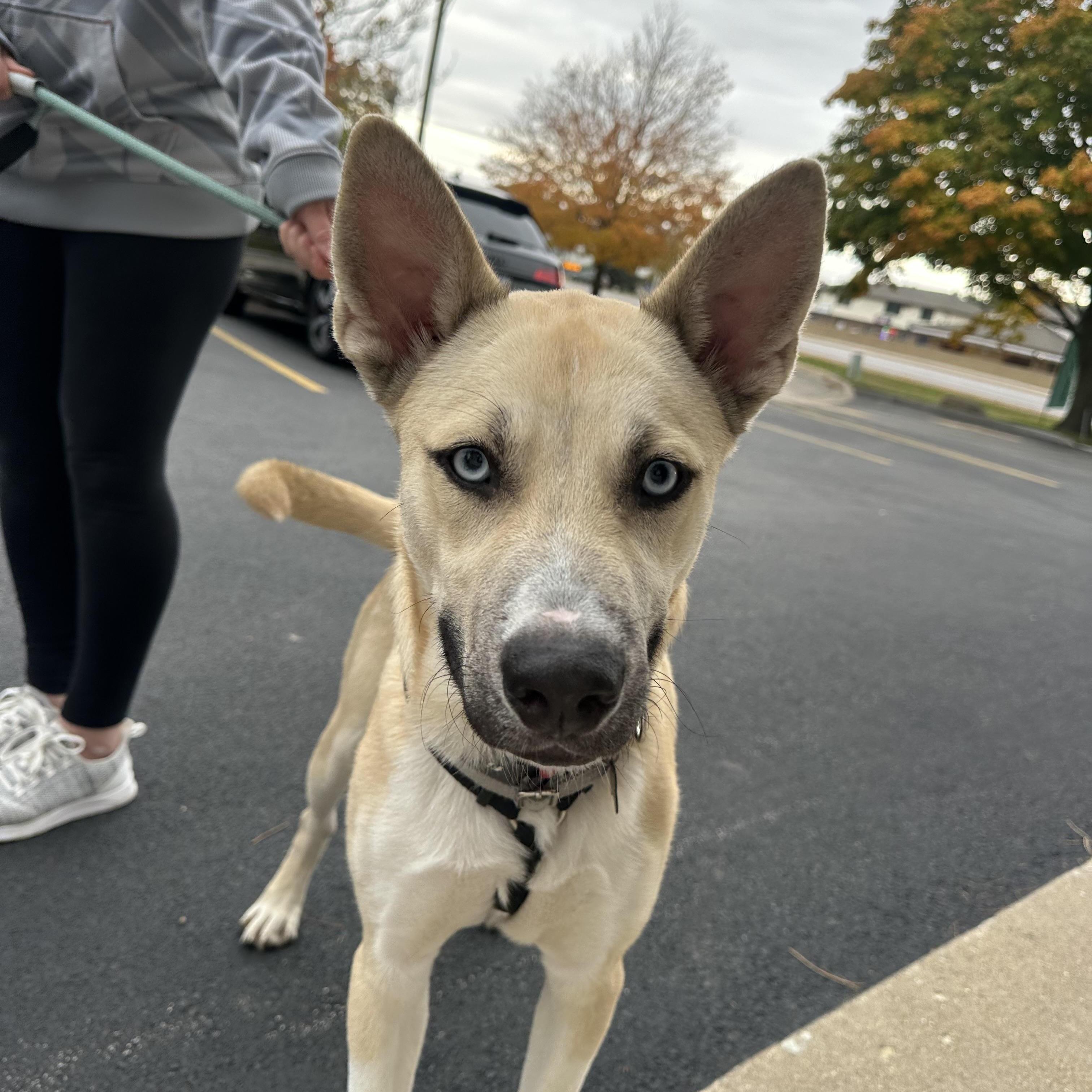 Raye, ADOPTABLE, Adult Male Siberian Husky & German Shepherd Dog.
