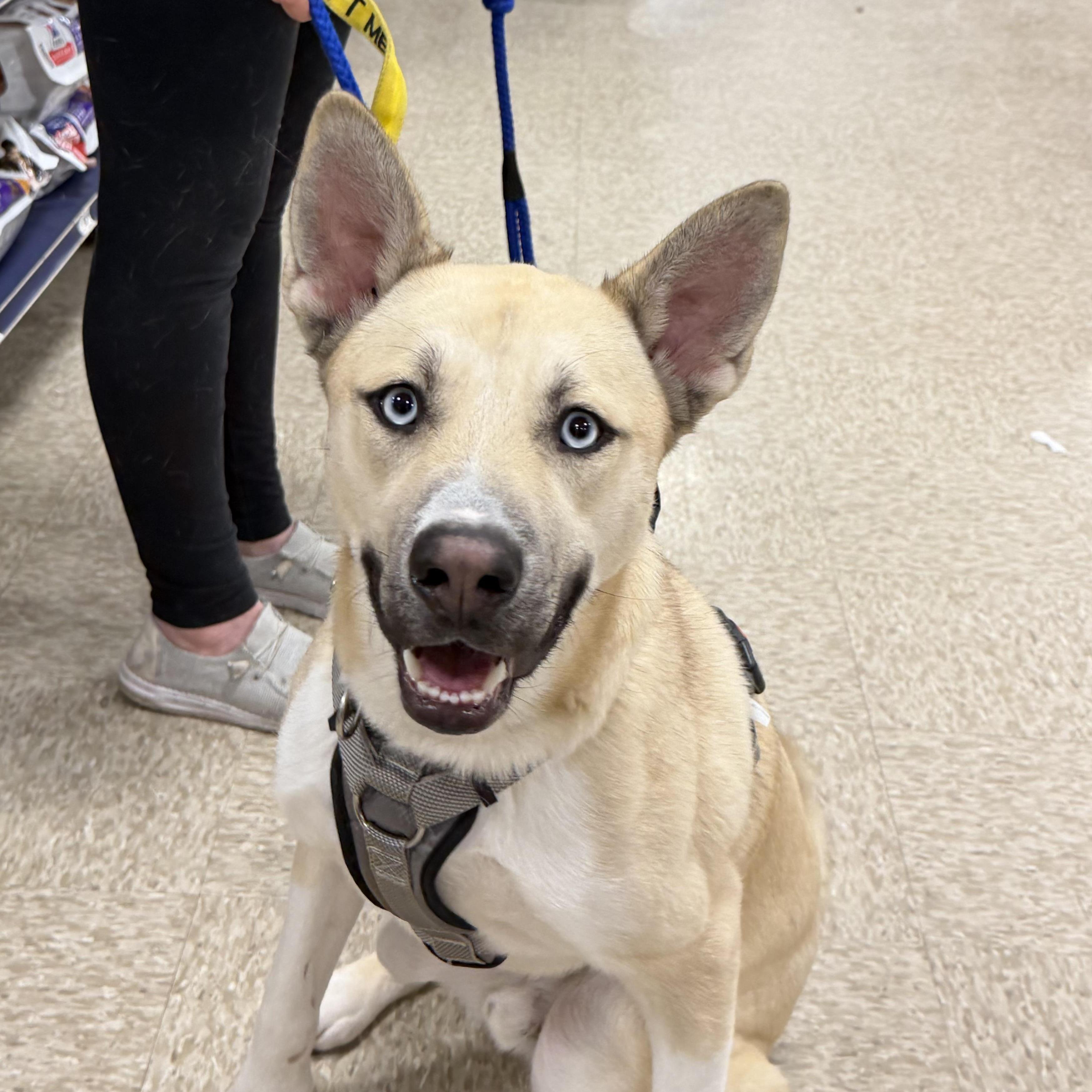 Raye, a ADOPTABLE mixed breed in Oswego, IL image 4/4
