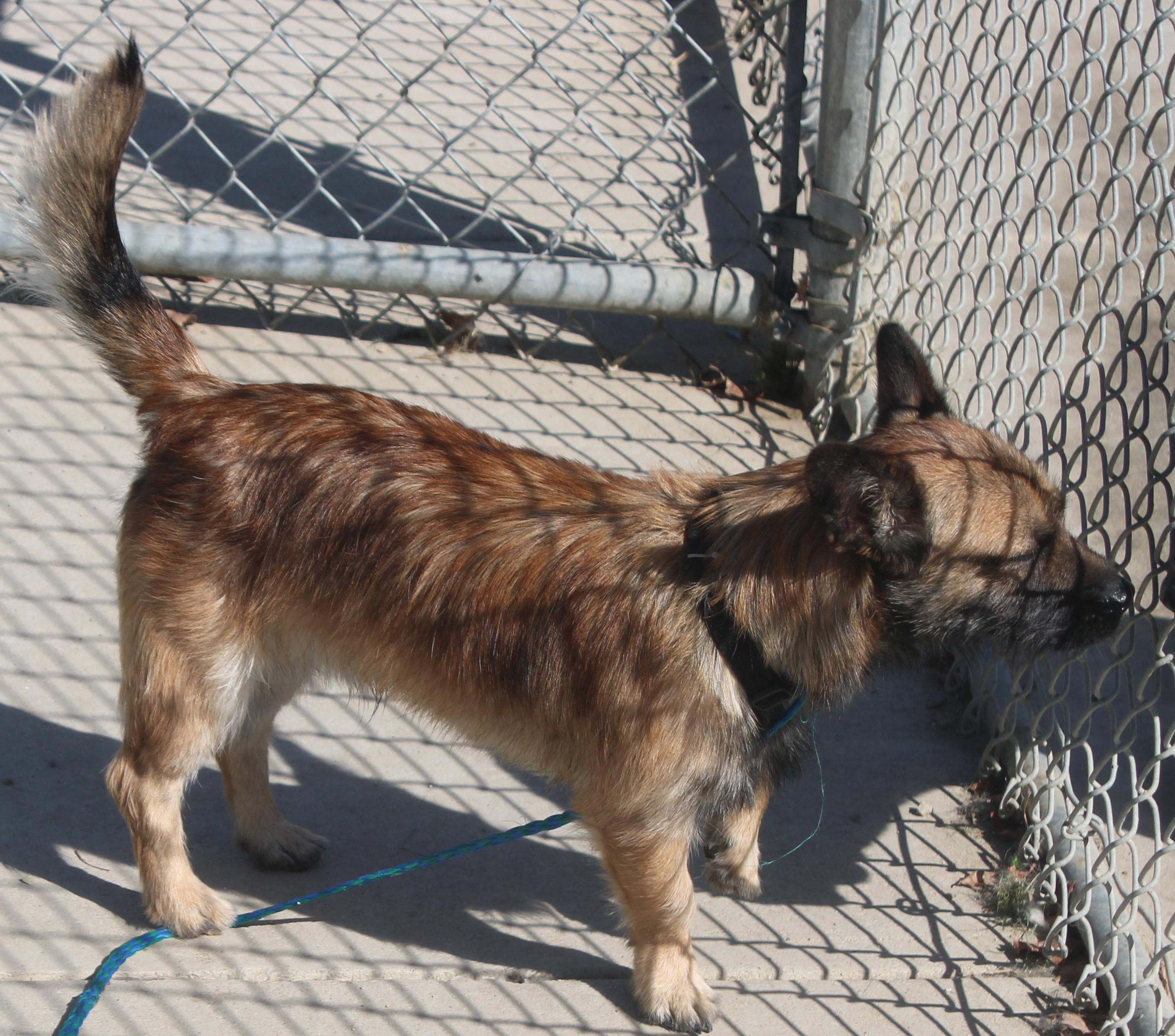 Enlarge CHEWBACCA, a Adopted mixed breed in Wasco, CA image 3/6