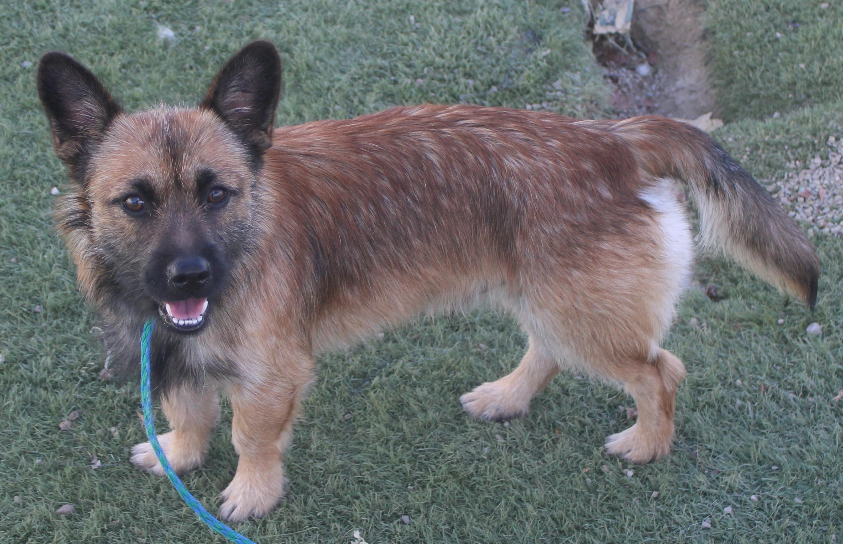 Enlarge CHEWBACCA, a Adopted mixed breed in Wasco, CA image 1/6